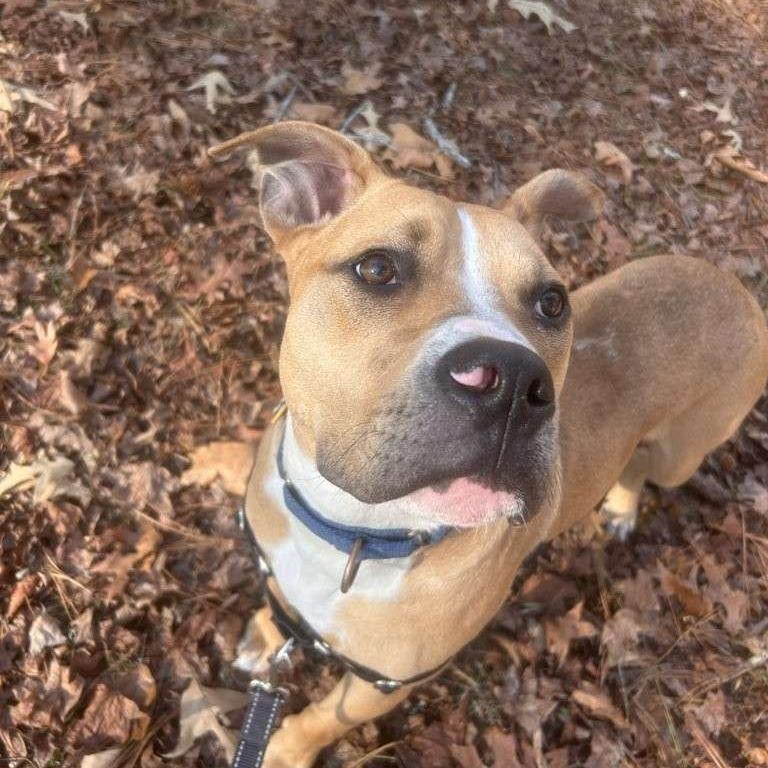 Enlarge Phoenix, a Adoptable Pit Bull Terrier in Richmond, VA image 1/6