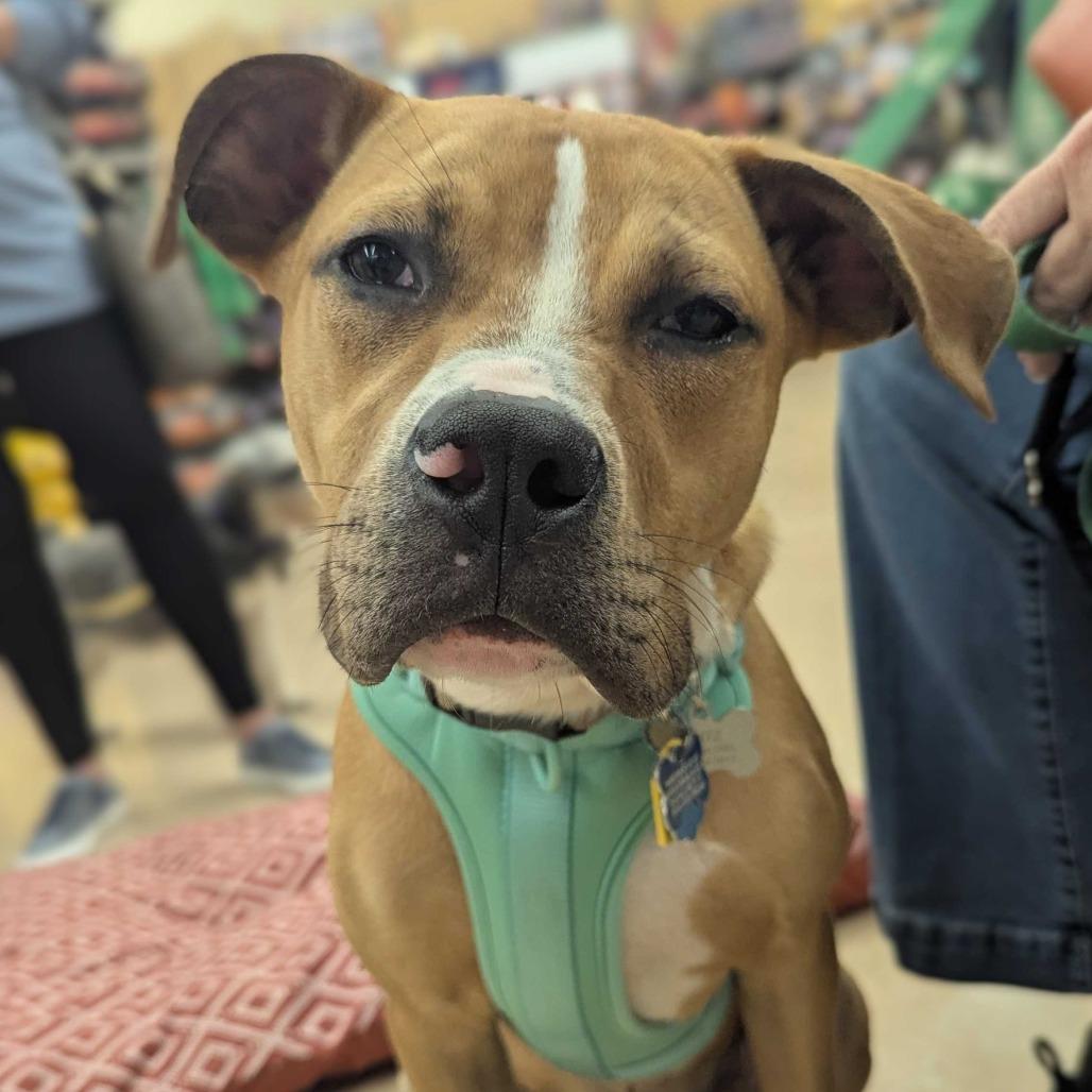 Phoenix, Adoptable, Young Male Pit Bull Terrier.