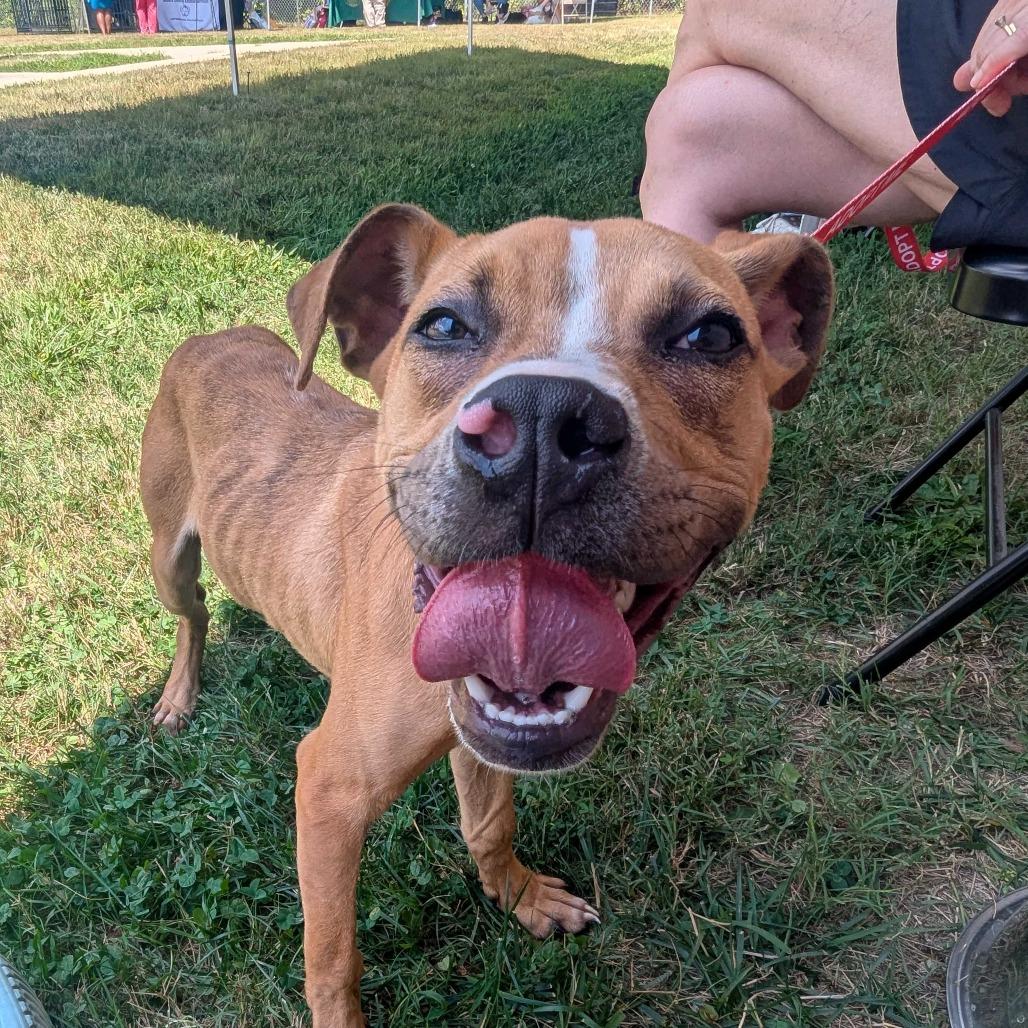 Enlarge Phoenix, a Adoptable Pit Bull Terrier in Richmond, VA image 2/6