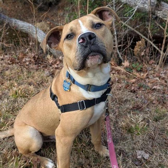 Enlarge Phoenix, a Adoptable Pit Bull Terrier in Richmond, VA image 3/6