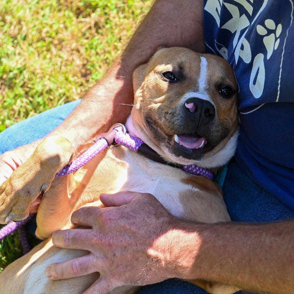 Enlarge Phoenix, a Adoptable Pit Bull Terrier in Richmond, VA image 3/6