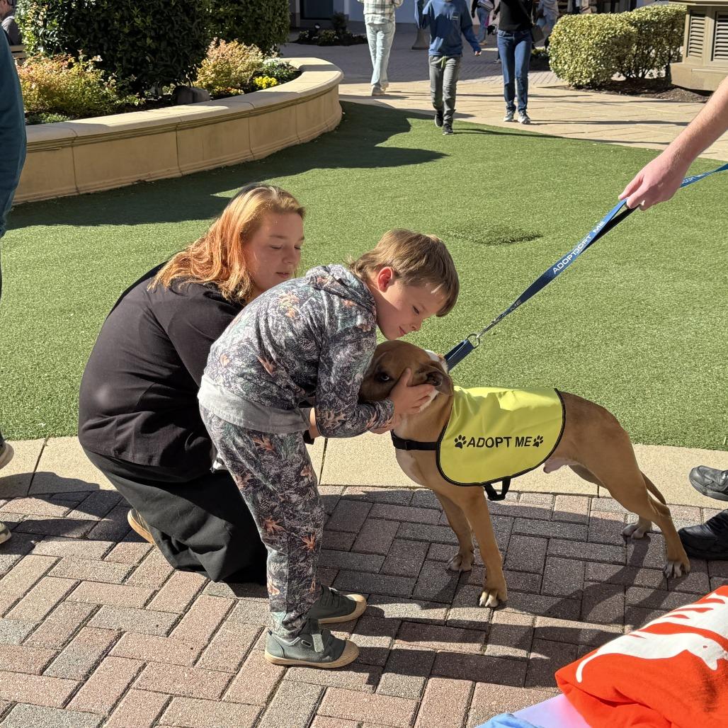 Enlarge Phoenix, a Adoptable Pit Bull Terrier in Richmond, VA image 4/6