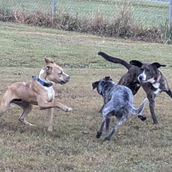 Enlarge Phoenix, a Adoptable Pit Bull Terrier in Richmond, VA image 5/6