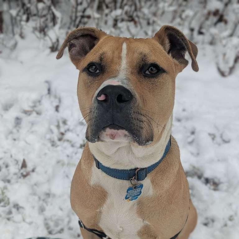 Enlarge Phoenix, a Adoptable Pit Bull Terrier in Richmond, VA image 6/6