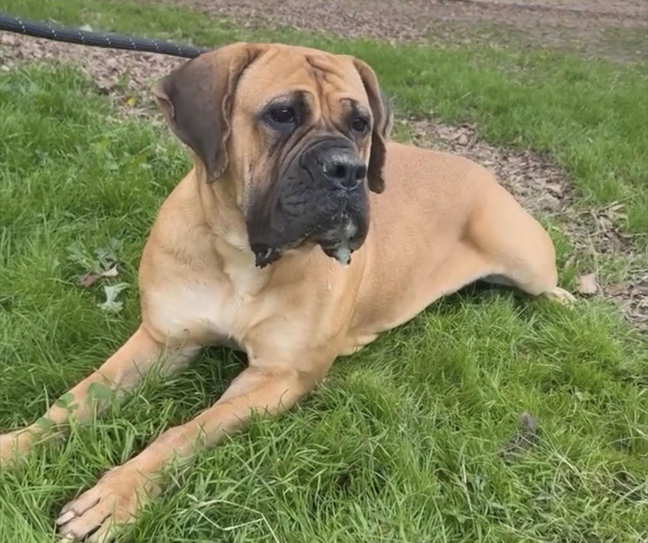 Bella, a Adoptable Bullmastiff in Glendale, AZ image 1/2