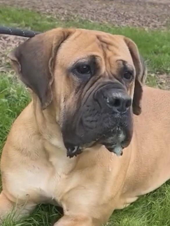 Bella, a Adoptable Bullmastiff in Glendale, AZ image 2/2