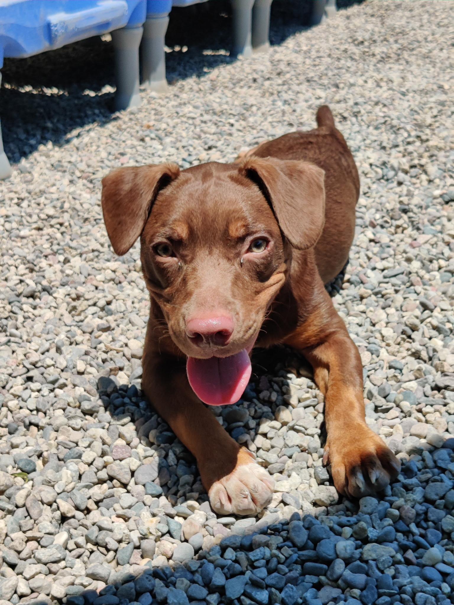 Meet SAHARA Shes about a 4-5 month old puppy who came from a home with too many
