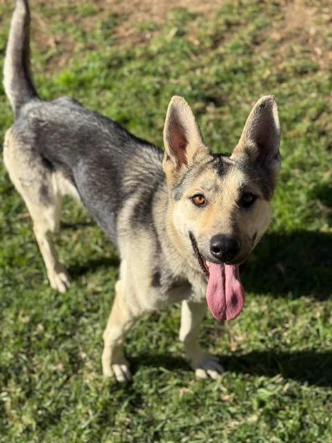Enlarge LUNA, a Adoptable mixed breed in Riverside, CA image 1/1