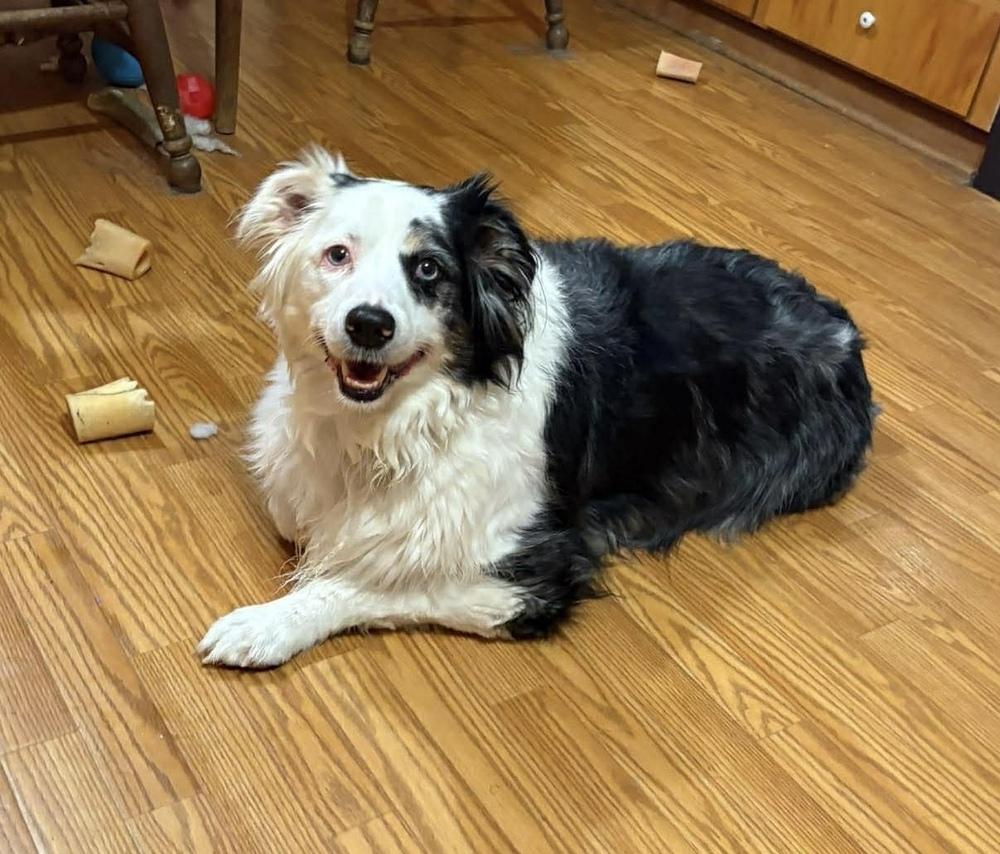 0997 Sammi (Sammy), Adoptable, Adult Female Australian Shepherd.
