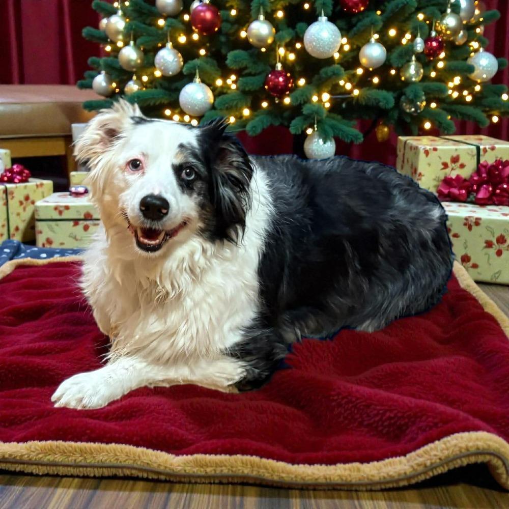 Enlarge 0997 Sammi (Sammy), a Adoptable Australian Shepherd in Ottumwa, IA image 2/3