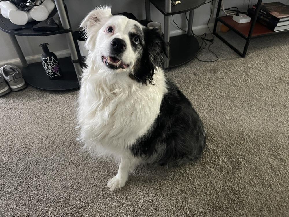Enlarge 0997 Sammi (Sammy), a Adoptable Australian Shepherd in Ottumwa, IA image 3/3