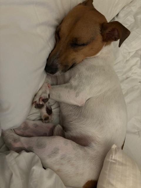 Enlarge Walter, a Adoptable Jack Russell Terrier in Durham, NC image 1/3