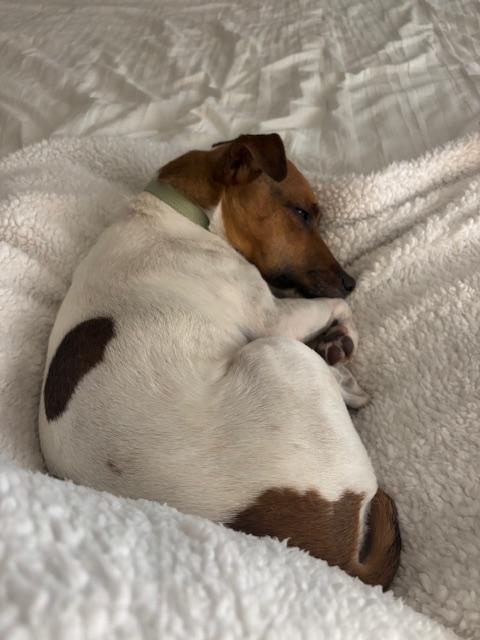 Enlarge Walter, a Adoptable Jack Russell Terrier in Durham, NC image 2/3