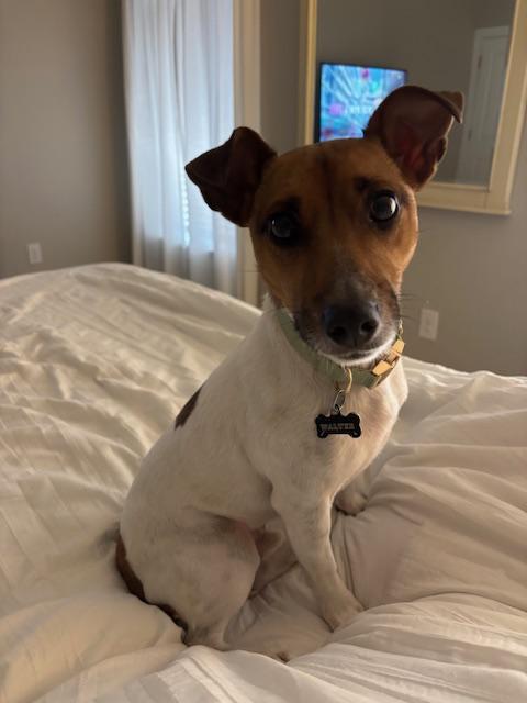 Enlarge Walter, a Adoptable Jack Russell Terrier in Durham, NC image 3/3
