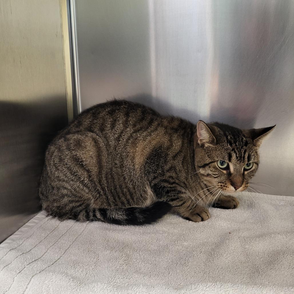 Enlarge George, a Adoptable Domestic Short Hair in West Plains, MO image 1/1