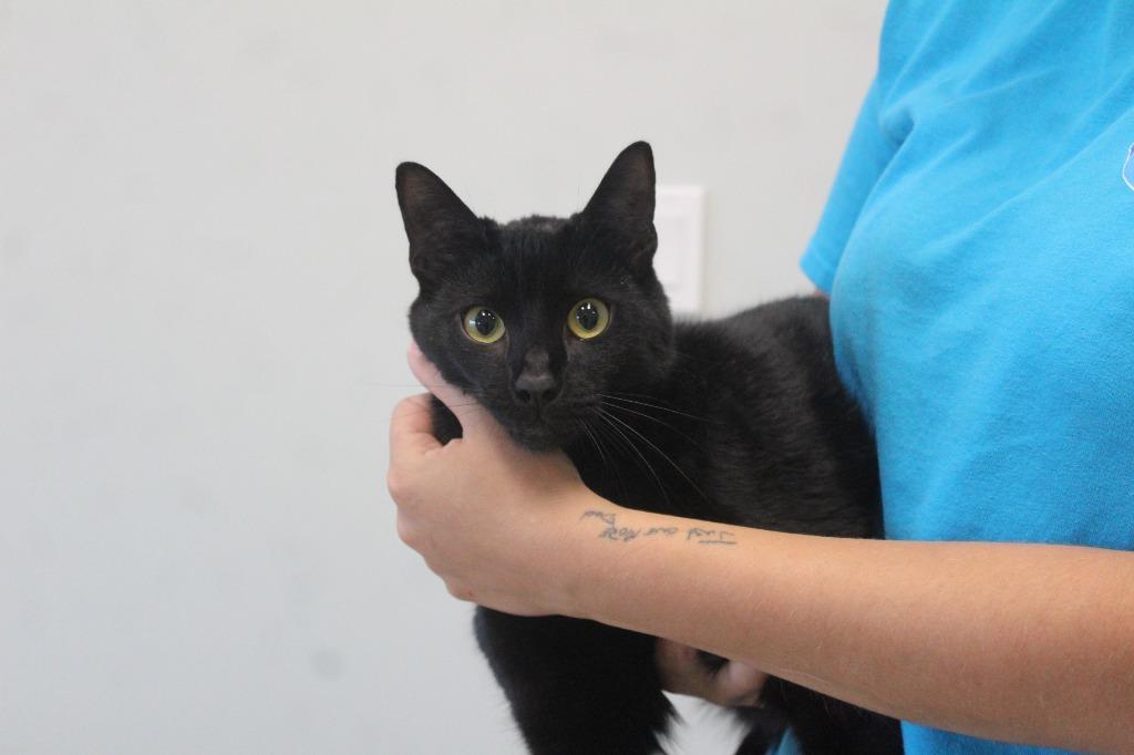 Tommy, a ADOPTABLE Domestic Short Hair in Chestertown, MD image 3/3