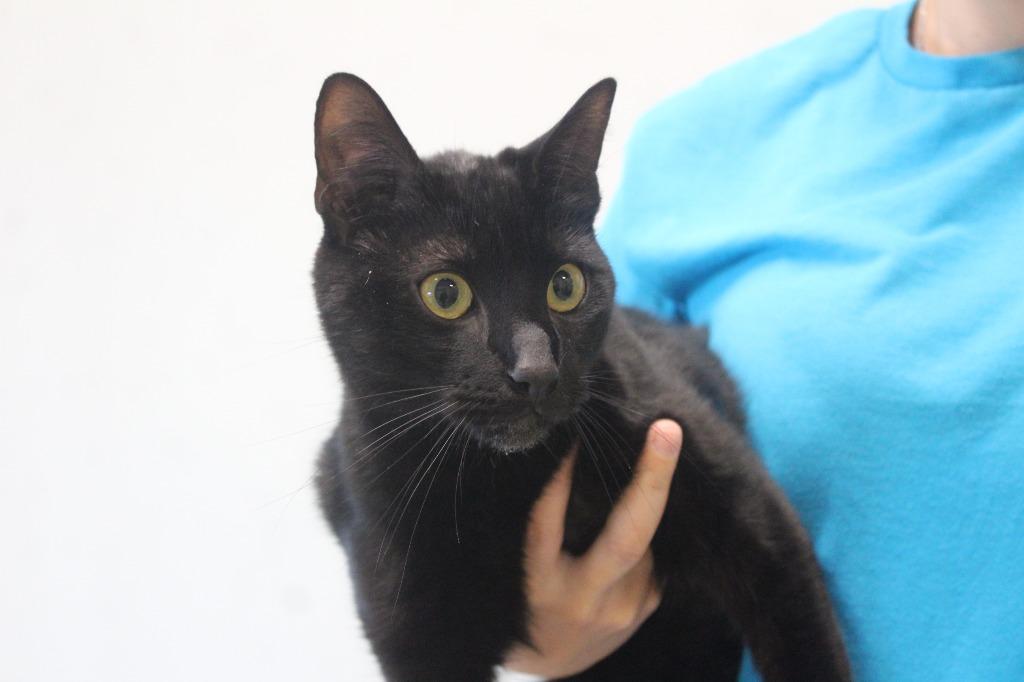 Tommy, a ADOPTABLE Domestic Short Hair in Chestertown, MD image 1/3