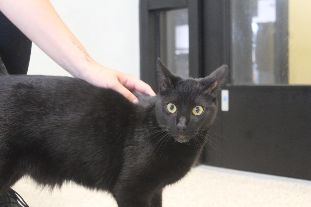 Tommy, a ADOPTABLE Domestic Short Hair in Chestertown, MD image 2/3