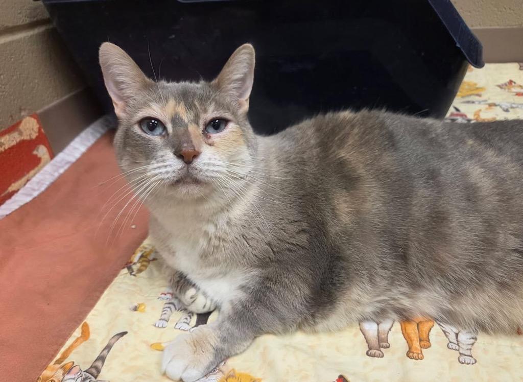 Enlarge Byrdee, a Adopted Manx in Liverpool, NY image 1/4