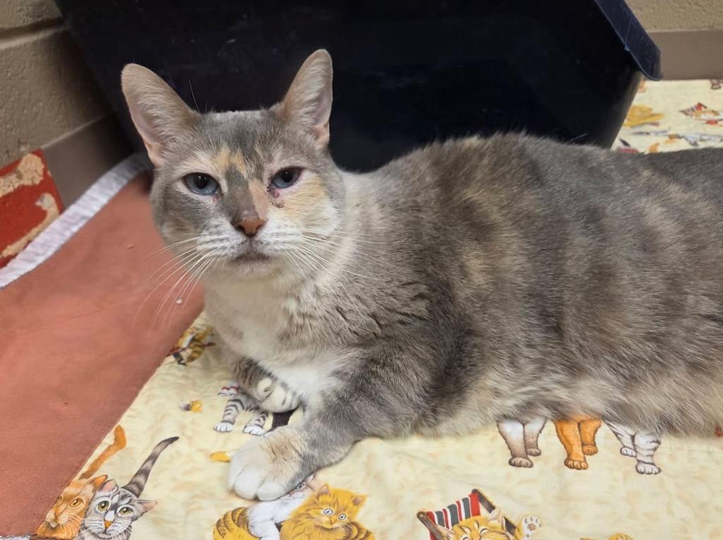 Enlarge Byrdee, a Adopted Manx in Liverpool, NY image 2/4