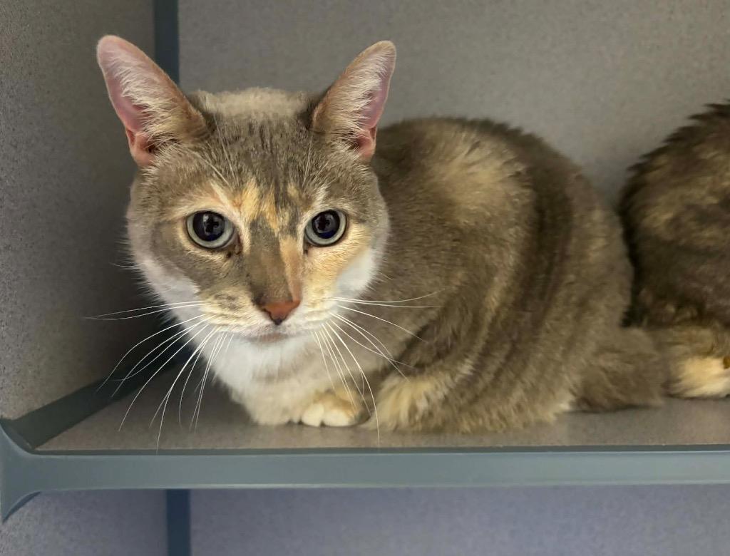 Enlarge Byrdee, a Adopted Manx in Liverpool, NY image 3/4