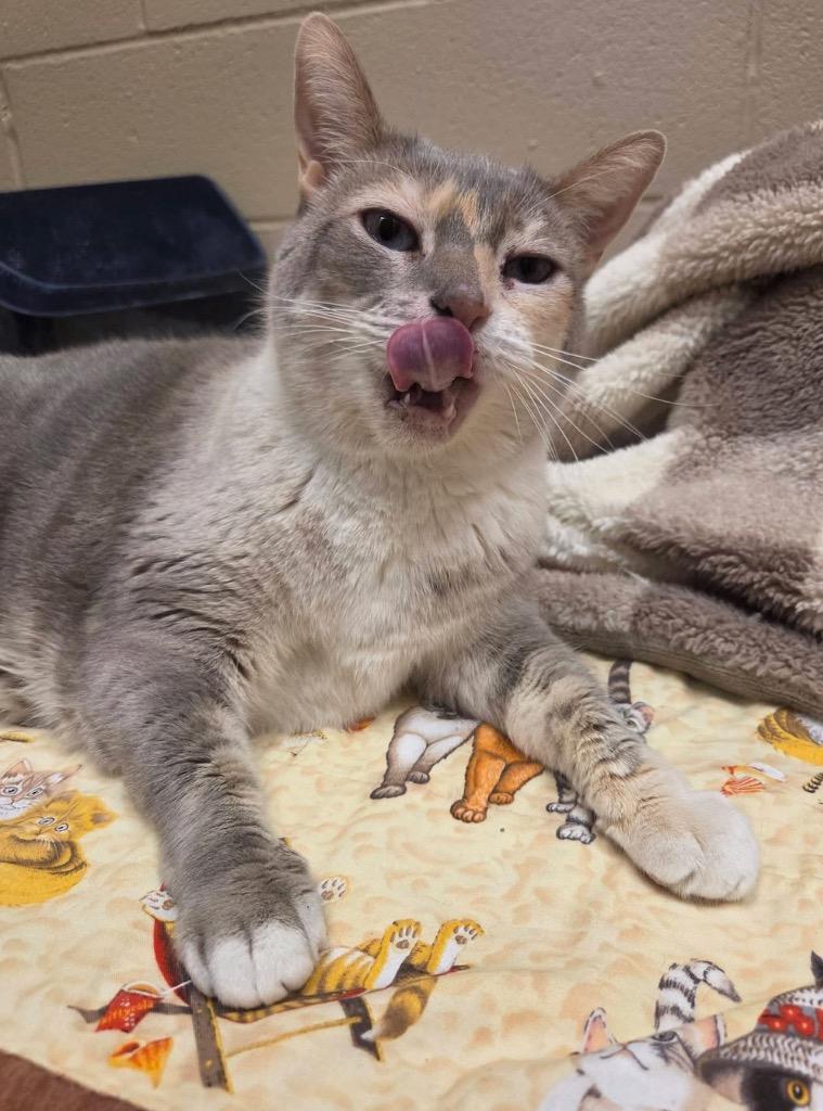 Enlarge Byrdee, a Adopted Manx in Liverpool, NY image 4/4