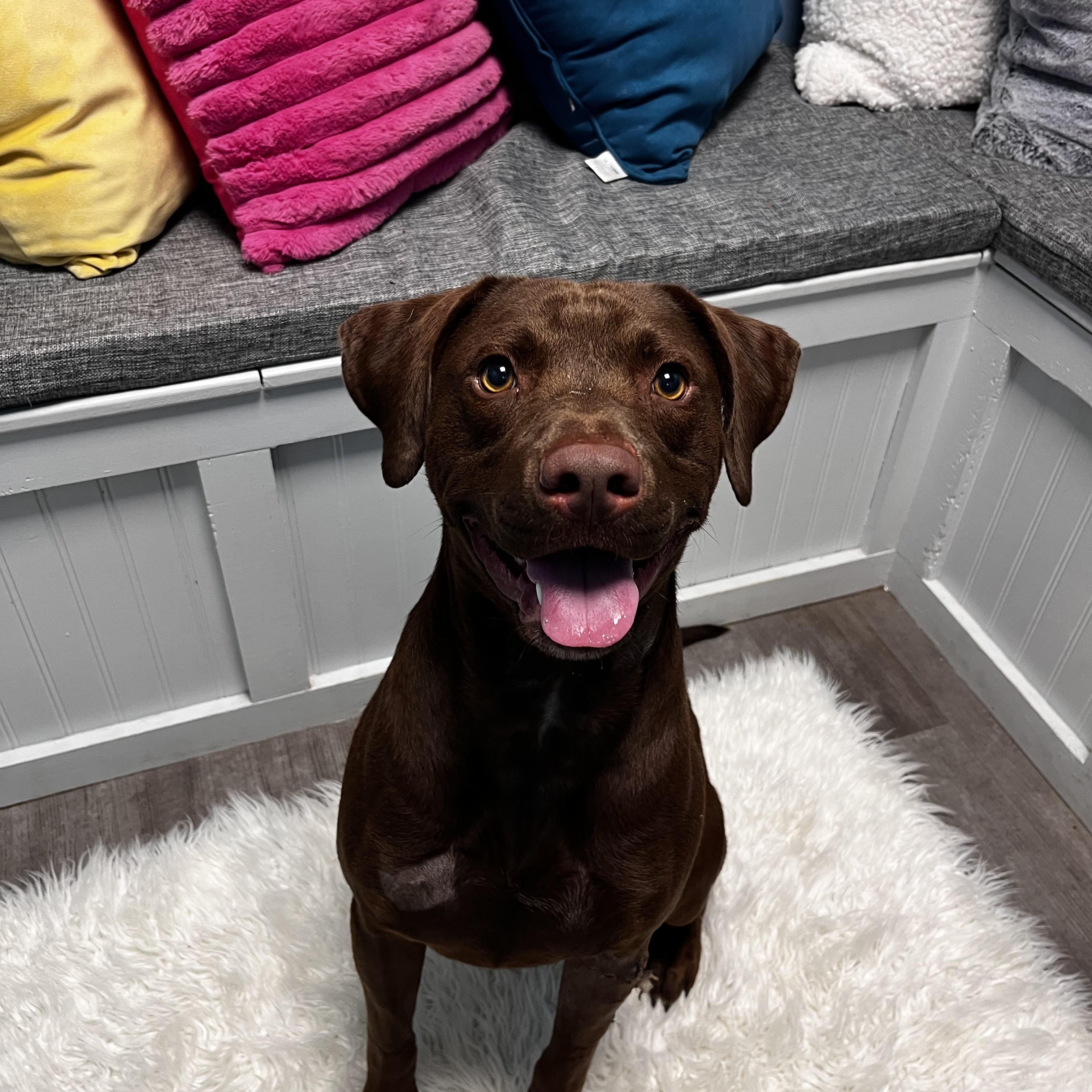 Moose, a Adoptable mixed breed in Cumberland, RI image 5/6