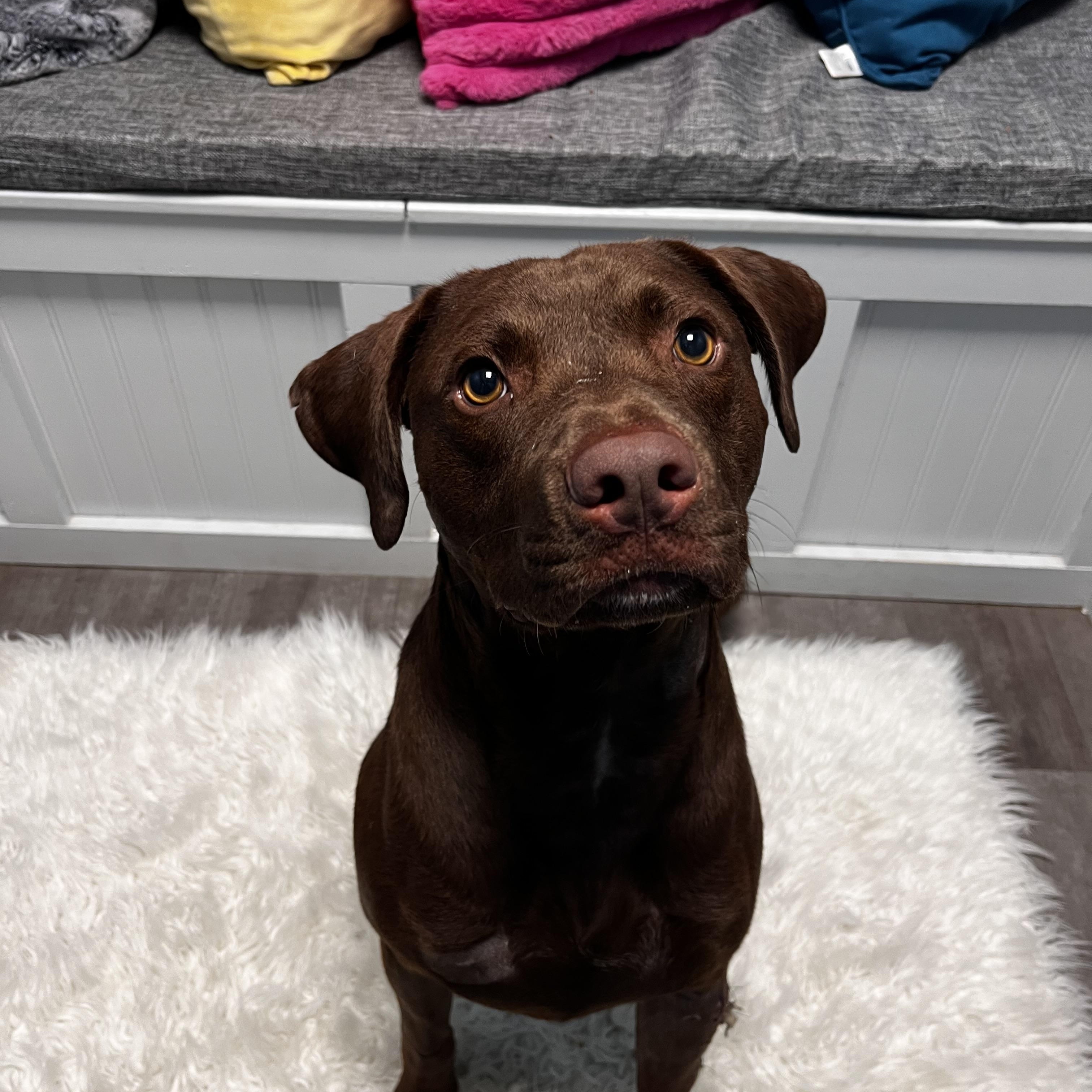 Moose, a Adoptable mixed breed in Cumberland, RI image 2/6