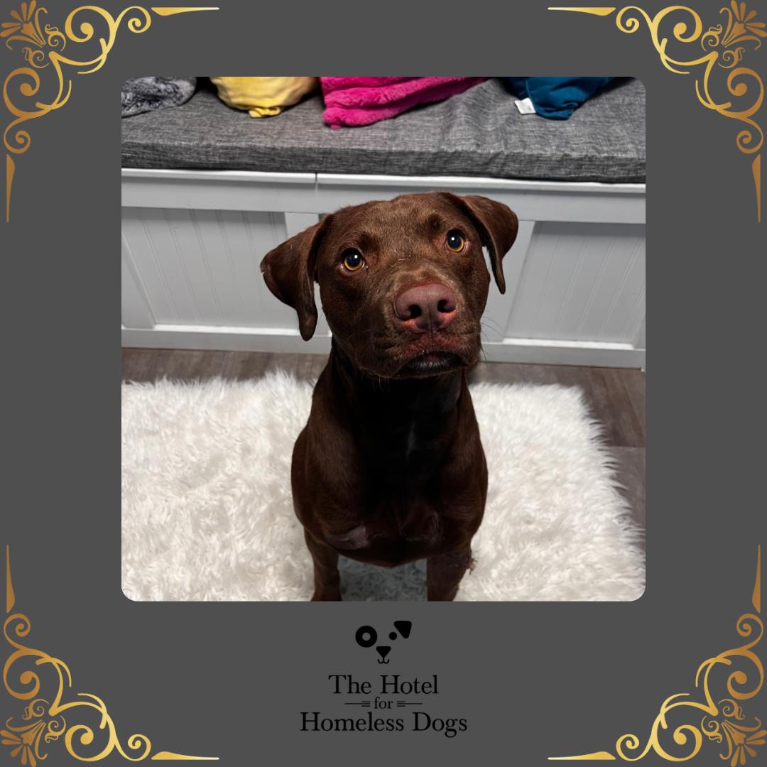 Moose, a Adoptable mixed breed in Cumberland, RI image 1/6