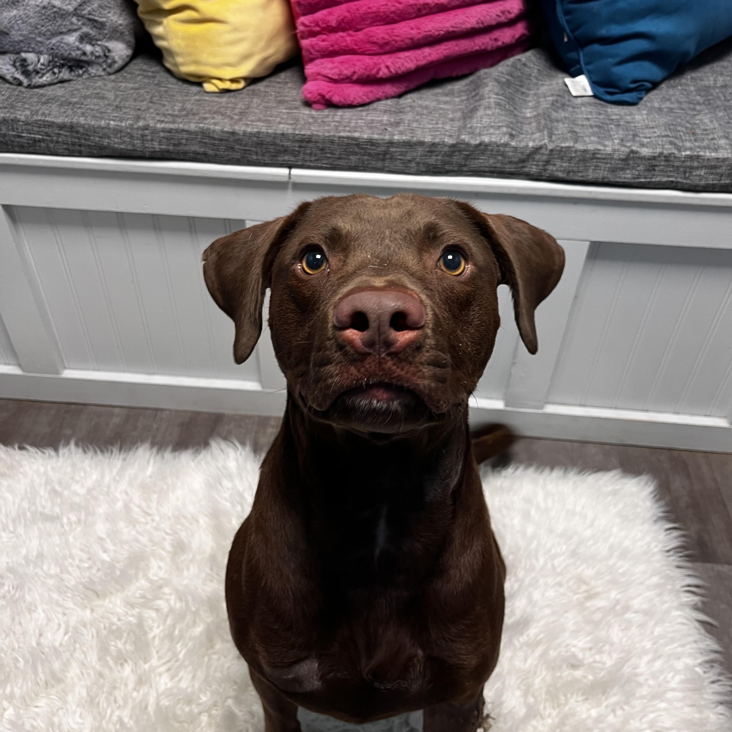 Moose, a Adoptable mixed breed in Cumberland, RI image 4/6