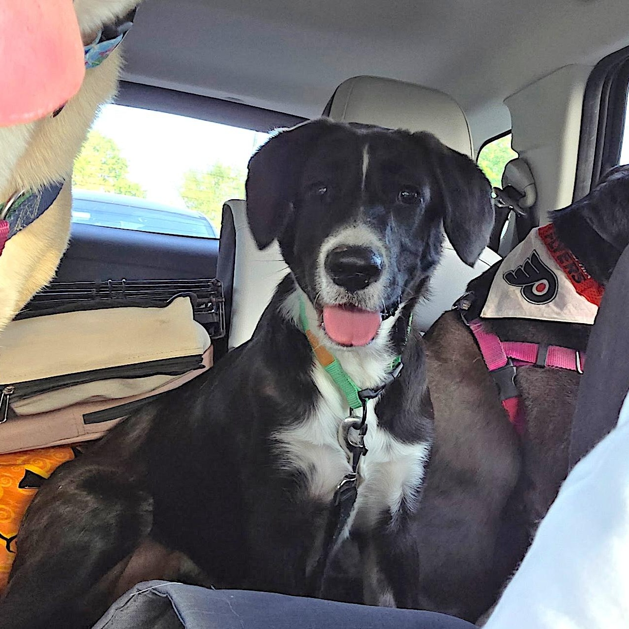 Enlarge Axle, a Adoptable mixed breed in Willow Grove, PA image 5/6