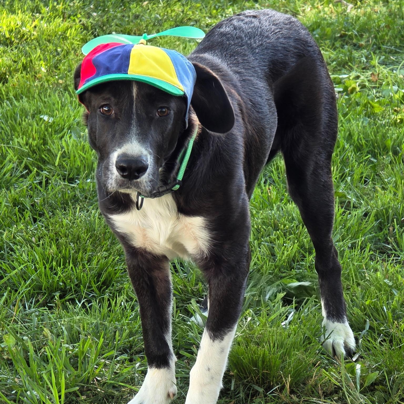 Enlarge Axle, a Adoptable mixed breed in Willow Grove, PA image 3/6