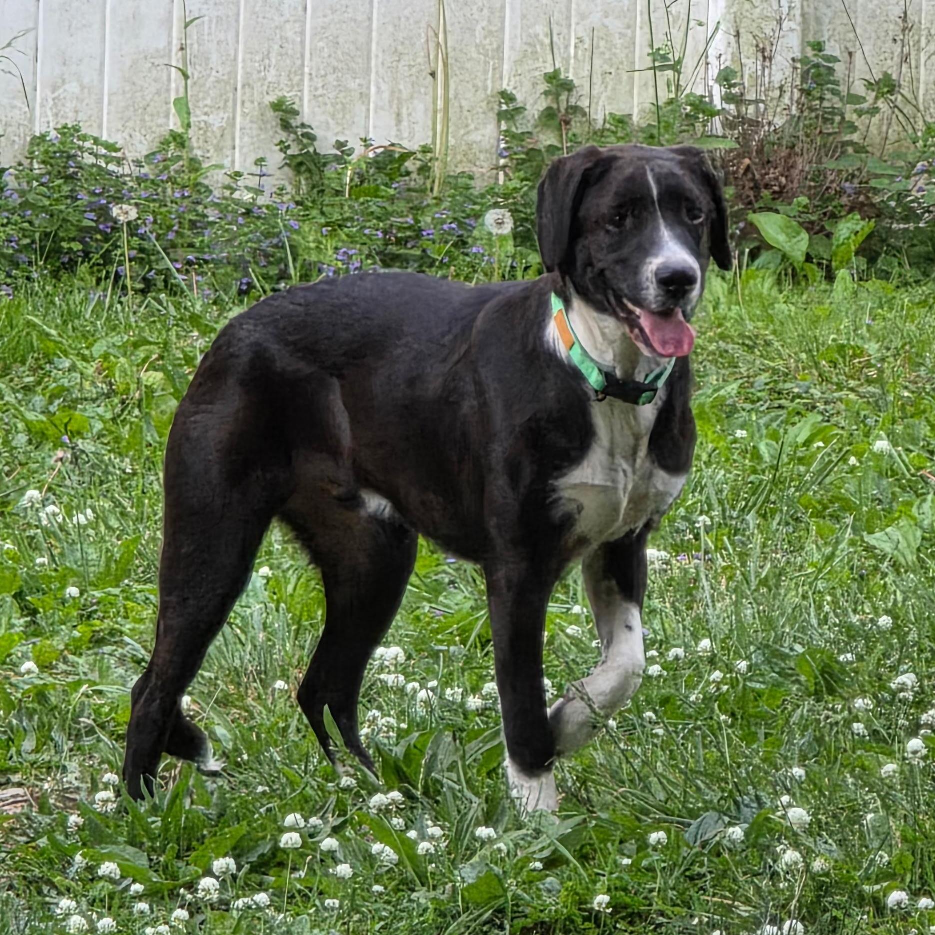 Enlarge Axle, a Adoptable mixed breed in Willow Grove, PA image 2/6
