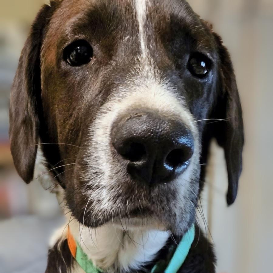 Enlarge Axle, a Adoptable mixed breed in Willow Grove, PA image 1/6