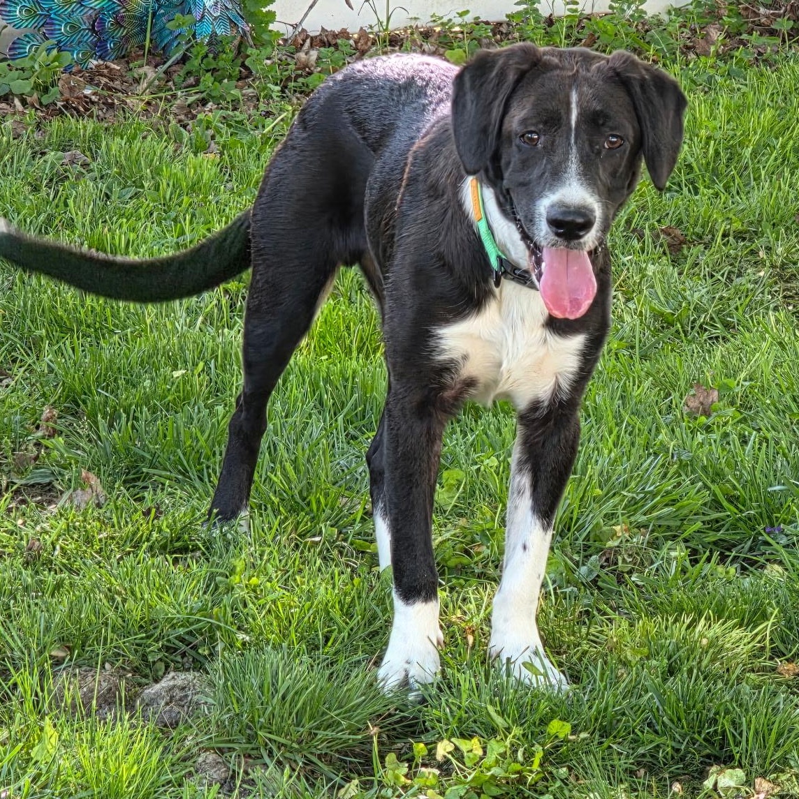 Enlarge Axle, a Adoptable mixed breed in Willow Grove, PA image 4/6