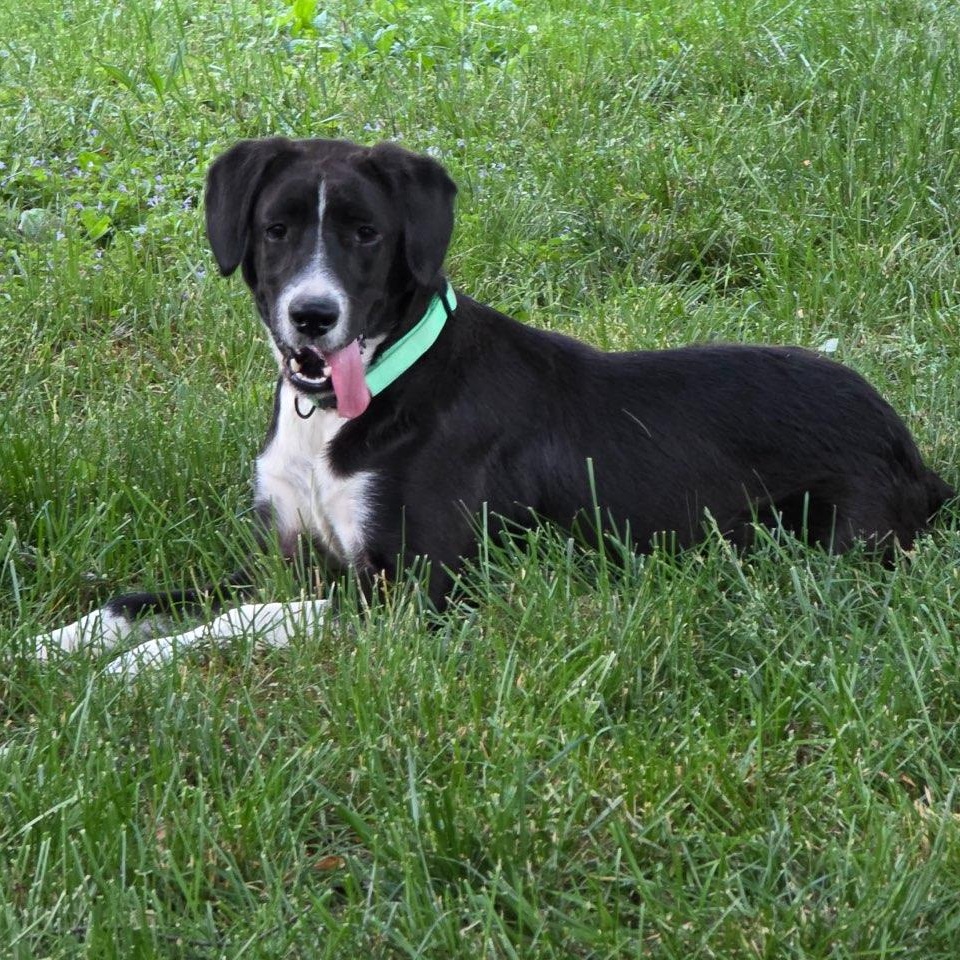 Enlarge Axle, a Adoptable mixed breed in Willow Grove, PA image 6/6