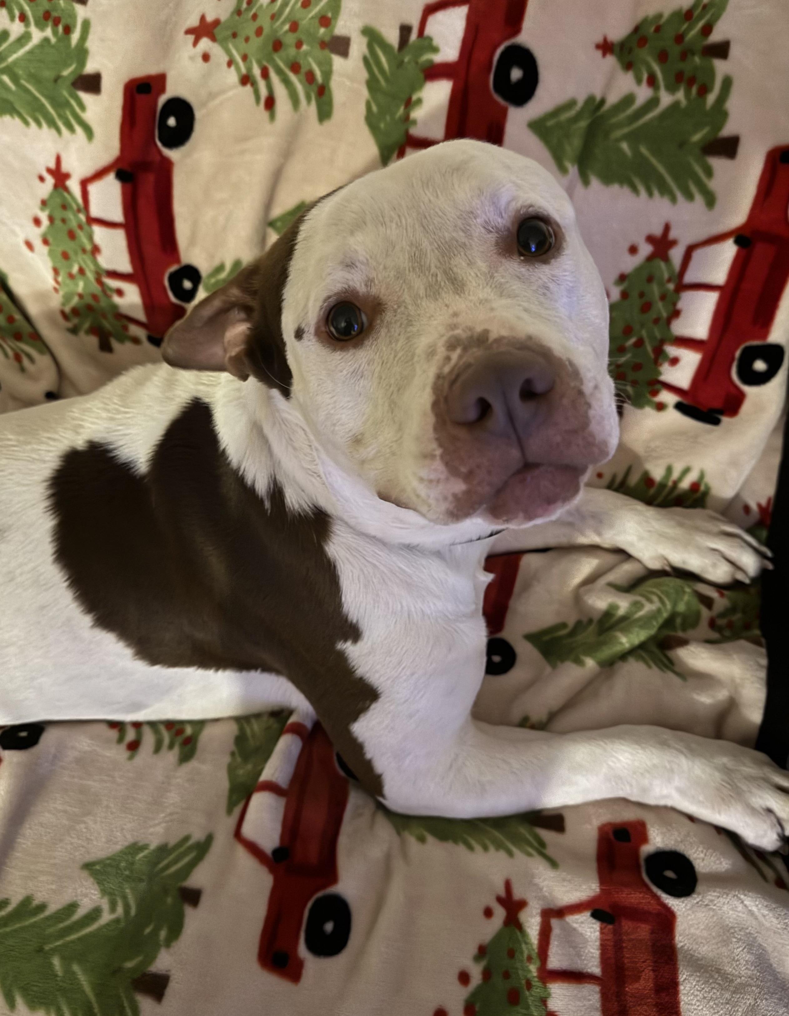 Waffle, Adoptable, Adult Male Pit Bull Terrier.