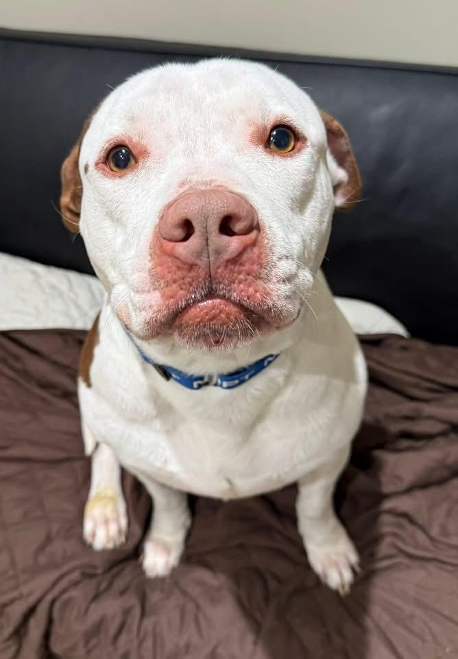 Enlarge Waffle, a Adoptable mixed breed in Dillsburg, PA image 2/6