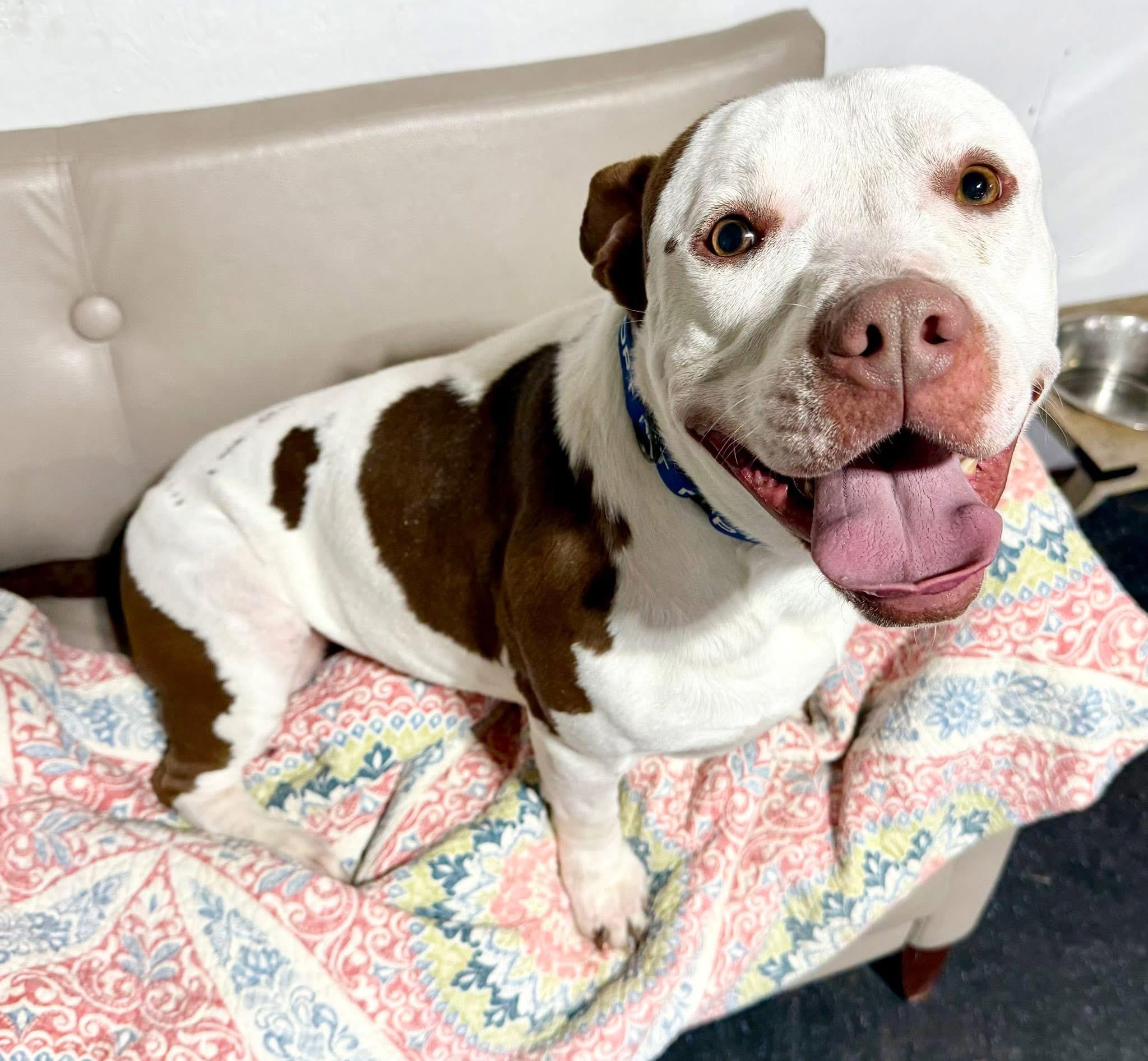 Enlarge Waffle, a Adoptable mixed breed in Dillsburg, PA image 3/6