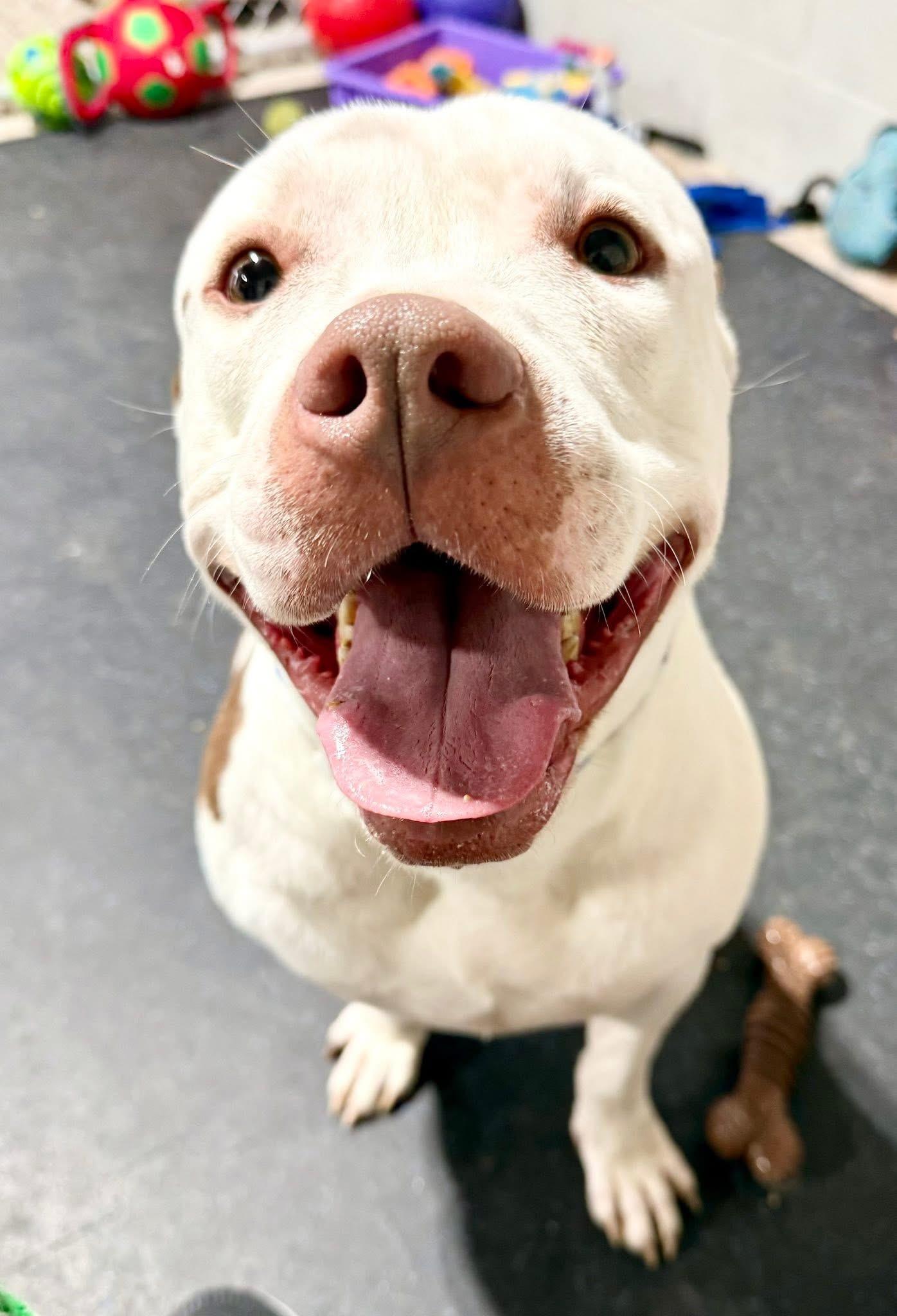 Enlarge Waffle, a Adoptable mixed breed in Dillsburg, PA image 4/6