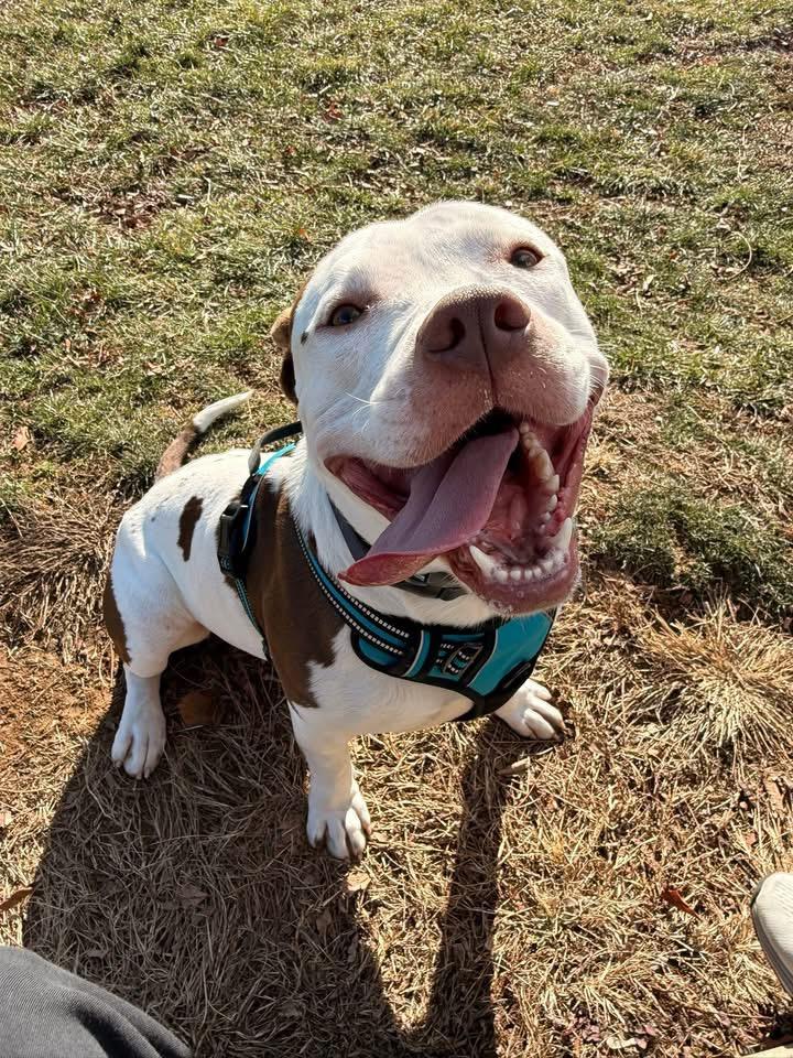 Waffle, a Adoptable mixed breed in Dillsburg, PA image 3/6