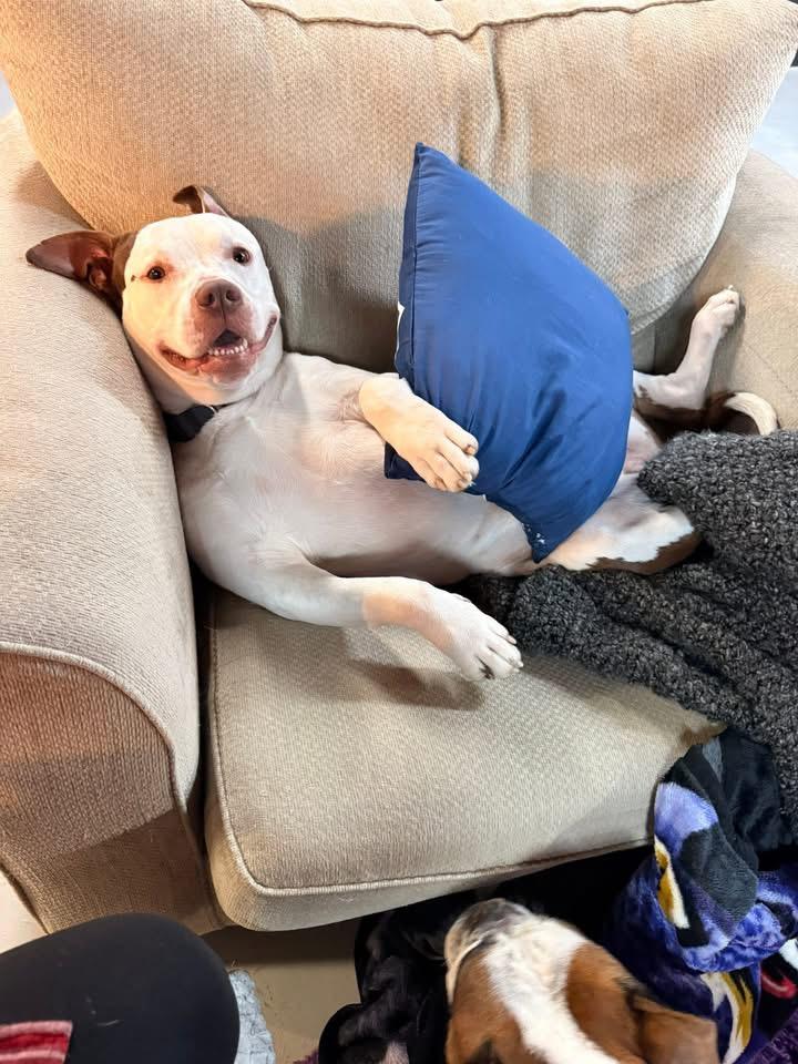 Waffle, a Adoptable mixed breed in Dillsburg, PA image 4/6