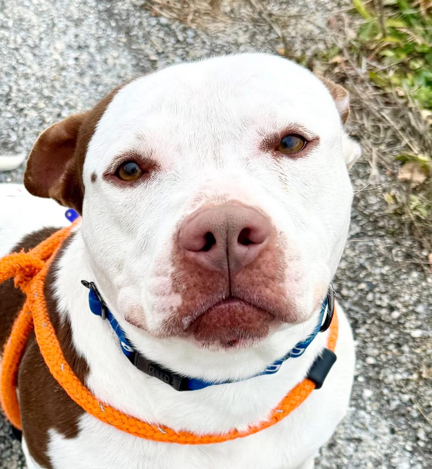 Enlarge Waffle, a Adoptable mixed breed in Dillsburg, PA image 5/6