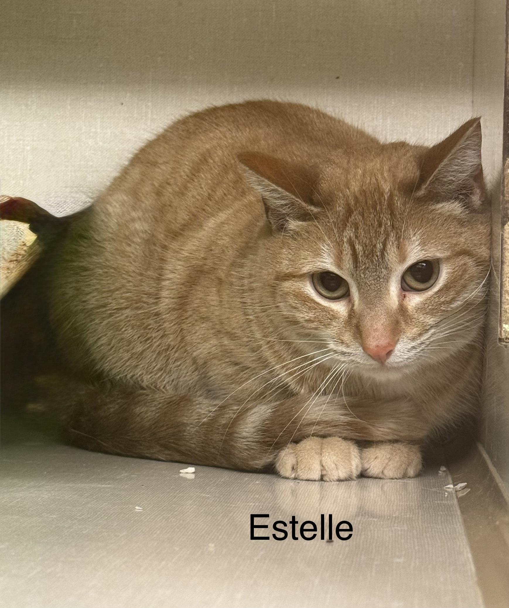 Enlarge Estelle, a ADOPTABLE Domestic Short Hair in Ulster, PA image 1/1