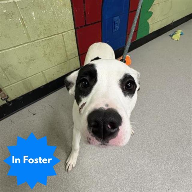 MARGIE, Adoptable, Young Female Pit Bull Terrier.