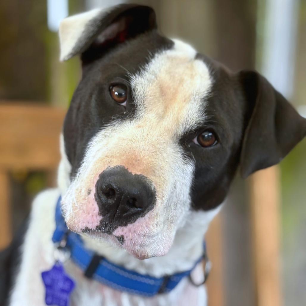 Burlie, Adoptable, Adult Female Mixed Breed.