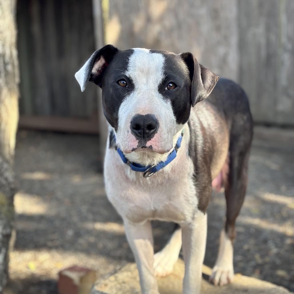 Burlie, a Adoptable Mixed Breed in San Francisco, CA image 2/2