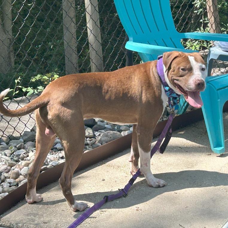 Enlarge Wishbone, a Adoptable American Bulldog in York, PA image 3/6