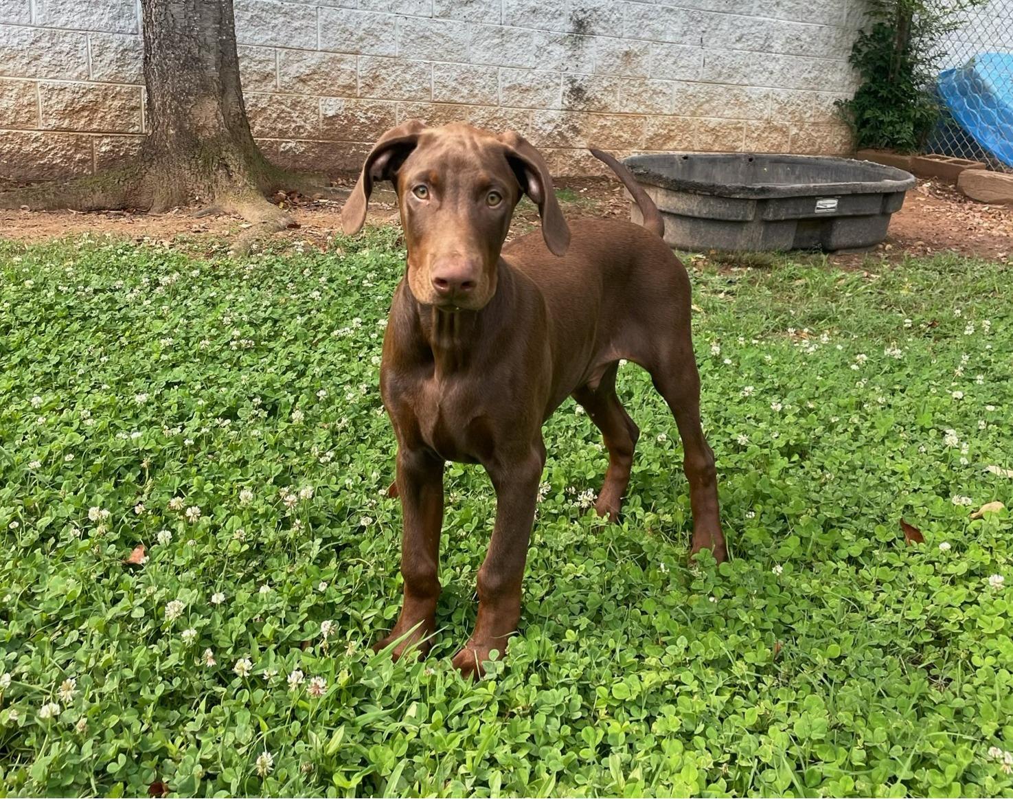 Zeus, adopted, Puppy Male Doberman Pinscher & Hound.