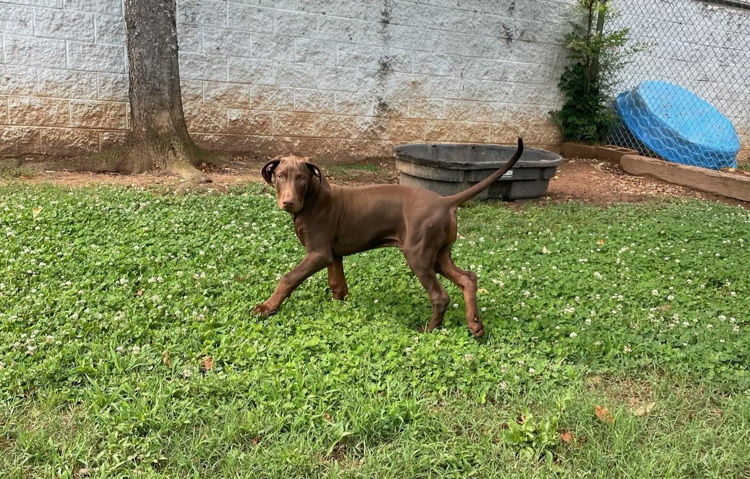 Enlarge Zeus, an adopted mixed breed in Sautee Nacoochee, GA image 3/4